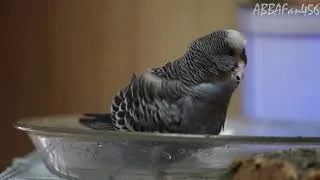 Thumbnail: Pebbles Bird Taking A Bath