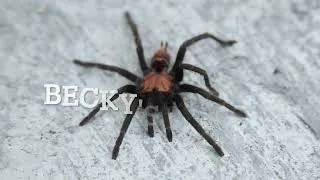 Thumbnail: Guatemalan Tiger Rump Tarantula