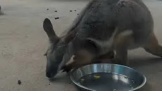 Thumbnail: Yellow Footed Rock Wallaby