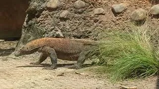 Thumbnail: Komodo Dragon