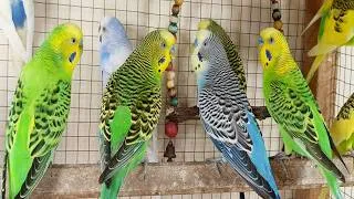 Thumbnail: 12 Hour Happy Singing & Eating Parakeet Budgies Birds, Reduce Stress of Lonely Quiet Birds