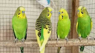 Thumbnail: 3 Hr Help Quiet Parakeets Sing by Playing This, Budgies Chirping. Help Depressed lonely sad Birds