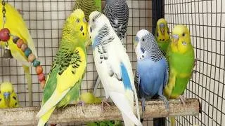 Thumbnail: 12 Hour Bird Watching of Parakeet Budgies Birds, Observe Nature Birds, Reduce Stress