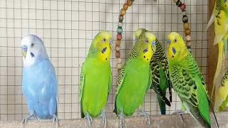 Thumbnail: 3 Hours of Parakeet Sounds to Cheer Up Your Sad Budgies 🐦💚 Comforting Bird Companionship