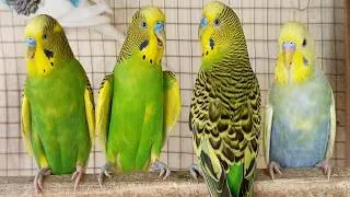 Thumbnail: 12 Hours of Non-Stop Cheerful Budgies! Enjoy the cutest moments of these playful parrots all day