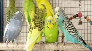 Thumbnail: 3 Hours of Happy Budgie Sounds 🐦 | Relaxing Parakeet Chirping for Joy & Calm