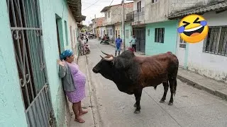 Thumbnail: TRY NOT TO LAUGH 😆 Best Funny Videos | Fails Compilation 😂😁😆 Memes Of 2026