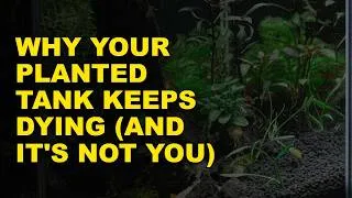 Thumbnail: Why Your Planted Tank Keeps Dying (And It's Not You)