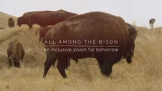 Thumbnail: All Among the Bison