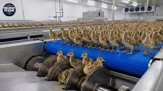Thumbnail: Inside the Most Advanced Automated Peacock Egg Hatching Facility
