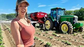 Thumbnail: Feeding Our Potato Crop! Dry Fertilizer As Arrived