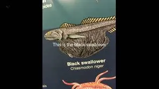 Thumbnail: The creepiest animals part one