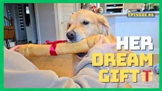 Thumbnail: Her Dream Gift Finally Arrived 🎁 | Golden Retriever Reaction