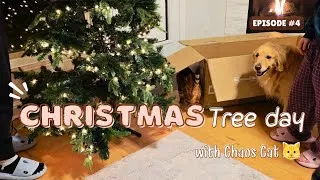 Thumbnail: Christmas Tree Day with a Golden Retriever and a Curious Bengal Cat 🎄