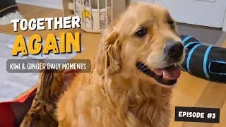 Thumbnail: Always Together: A Golden Retriever and a Bengal Cat at Home