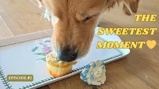 Thumbnail: Golden Retriever’s Reaction to Her First Pupcake 🍰