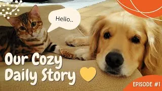 Thumbnail: When a Golden Retriever and a Bengal Cat Finally Share One Home