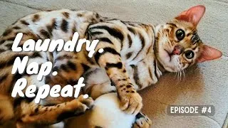 Thumbnail: Bengal Cat Cozy Routine | Laundry Nap Repeat with Golden Retriever (Episode 4)