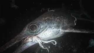 Thumbnail: Why The Early Jurassic Oceans Were So Deadly
