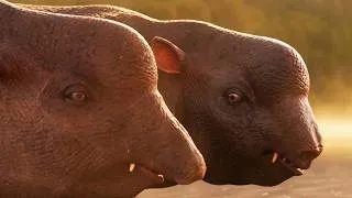 Thumbnail: The Truth of Elephant Evolution