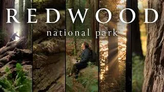Thumbnail: Lost in the World's Tallest Forest | Redwood National Park Adventure