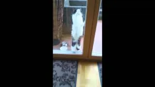 Thumbnail: How to make a cat wave
