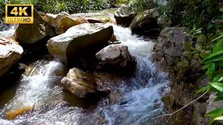 Thumbnail: Beautiful Melodies of Birds & Peaceful Forest Stream Sound 🌿Stress Relief, Relax & Sleep