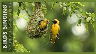 Thumbnail: Healing Yourself in Forest Birdsong | Nature Ambience for Study, Reading & Deep Sleep🌿🎶