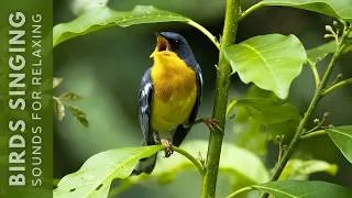 Thumbnail: 🌿99% Healing for Your Mind ~ Bird Song to Soothe Your Soul, Ease Anxiety and Restful Sleep