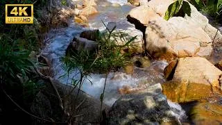 Thumbnail: Calming Forest Ambience, Birds Singing & Beautiful Stream Sounds for Deep Sleep,Study Focus,Medicine