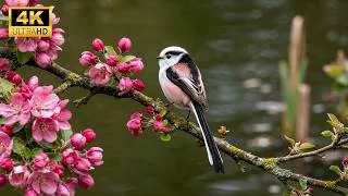 Thumbnail: Forest Bird Sounds 💚 Birdsong Ambience |Relax Your Mind • Stress Relief • Deep Sleep • Study & Focus