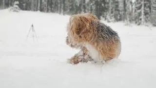 Thumbnail: Yorkie Poo Puppy’s First Time in Snow