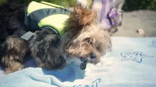 Thumbnail: YorkiePoo Puppy Goes For a Swim