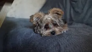 Thumbnail: Yorkie Poo's First Time at a Groomer (3 months old)