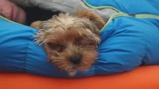 Thumbnail: YorkiePoo Sleeping Through a Hailstorm in a Tent