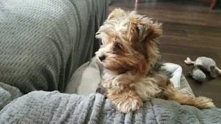 Thumbnail: 10 week Yorkie Poo Puppy Trying to Climb