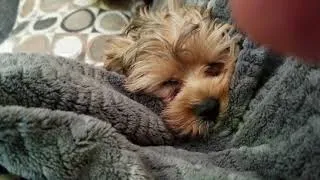 Thumbnail: Yorkie poo naps
