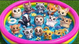 Thumbnail: Nocturnal Animals For Toddlers: Owl, Raccoon, Fox & Bat Adventure | Toddler Learning Video