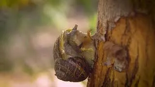 Thumbnail: 4K VIDEO | Close Up Of Snail On Tree | Snails |  Animal Kingdom