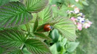 Thumbnail: Ladybug  videos | Lady Insect | Ladybug Life Cycle |  Miraculous ladybug
