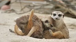 Thumbnail: Amazing Wildlife Videos | Best Wildlife Vdeos | Wildlife Videos - National Geographic