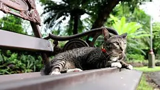 Thumbnail: Funny Cat Videos 2020 | Funny Cats | Funny Cats Videos