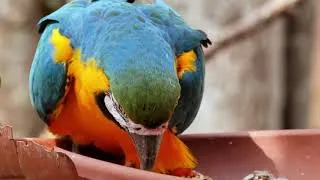 Thumbnail: Parrot Videos for Kids | Parrot Videos Funny | Parrot Videos Compilation | Cute Parrot Videos
