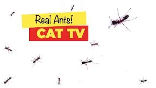 Thumbnail: CATS TV - Hunting Real Ants 🐜 Insects (Game for Cats) with 3D 🔈