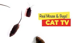 Thumbnail: 📺 CATS TV 😻 Real Mouse and Bugs and Cockroach 🪳Game for cats 🙀 4K 🔴 60FPS