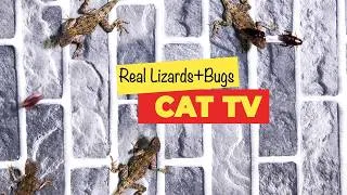 Thumbnail: Cockroach Hunt & Speedy Lizard Chase! (Video for Cats Only) 🐈 8-Hours 😻📺