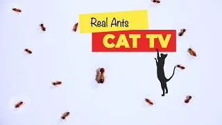 Thumbnail: CATS TV - Catching Real Ants 🐜 Insects (Game for cats to watch) 🐈🙀 with 3D SOUND 🔈