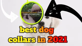 Thumbnail: These are the best dog collars in 2021