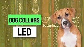 Thumbnail: dog collars led