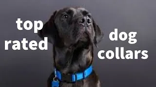 Thumbnail: top rated dog collars